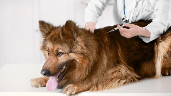 Alerta por rabia en Europa: Italia confirma su primer caso en un perro desde 2011 e investiga su paso por España - La situación de la rabia en Europa y el riesgo de reintroducción