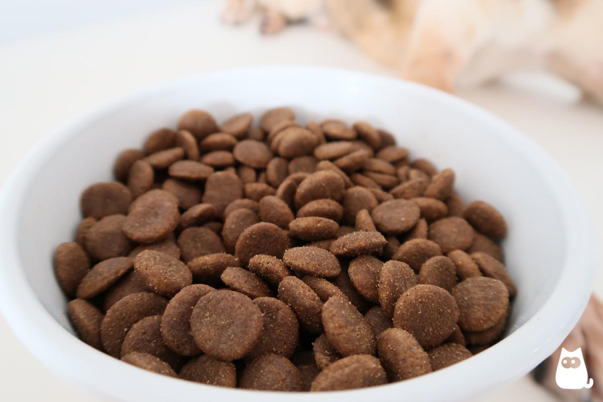 Los 10 mejores piensos para perros del mercado