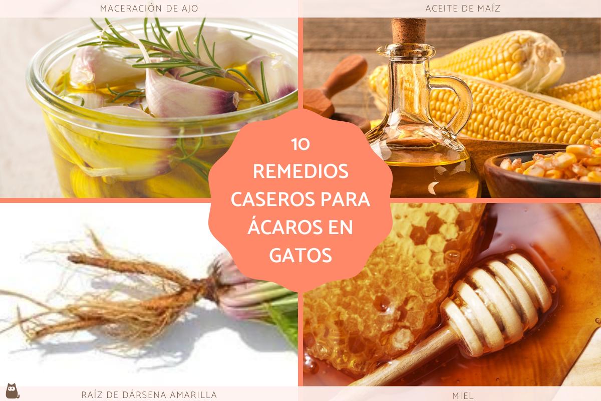 Remedios caseros para los ácaros en gatos