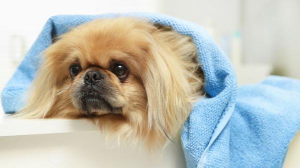Los veterinarios coinciden: “Si tu perro se esconde en la ducha por los petardos, no lo saques y acompáñalo en silencio” - Cómo transformar la ducha o la bañera en un refugio más seguro para tu perro