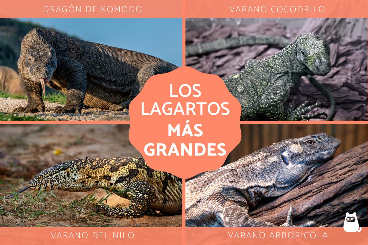 Los lagartos más grandes del mundo
