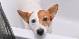 Los veterinarios coinciden: “Si tu perro se esconde en la ducha por los petardos, no lo saques y acompáñalo en silencio”