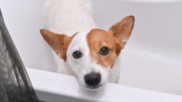 Los veterinarios coinciden: “Si tu perro se esconde en la ducha por los petardos, no lo saques y acompáñalo en silencio”