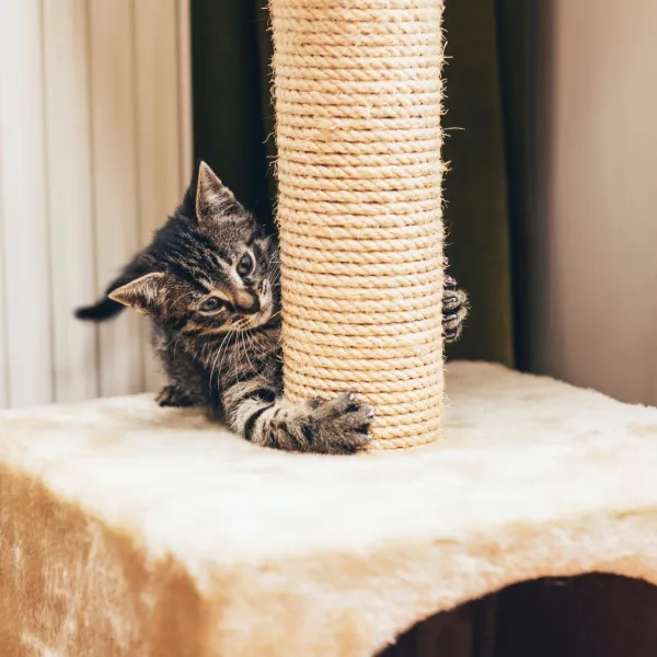 Rascador casero para gatos pasos