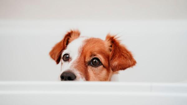 Los veterinarios coinciden: “Si tu perro se esconde en la ducha por los petardos, no lo saques y acompáñalo en silencio” - Si tu perro se esconde en la ducha, los veterinarios insisten en que esto es lo que debes hacer