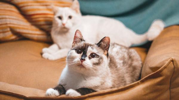 La pequeña señal que indica que tu gato no está cómodo en casa: “Deja de frotar su cara contra los muebles” - Crear un entorno seguro es clave para reducir el estrés del gato