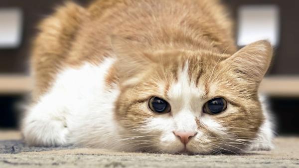 La pequeña señal que indica que tu gato no está cómodo en casa: “Deja de frotar su cara contra los muebles” - Cuando un gato deja de acicalarse, algo no va bien