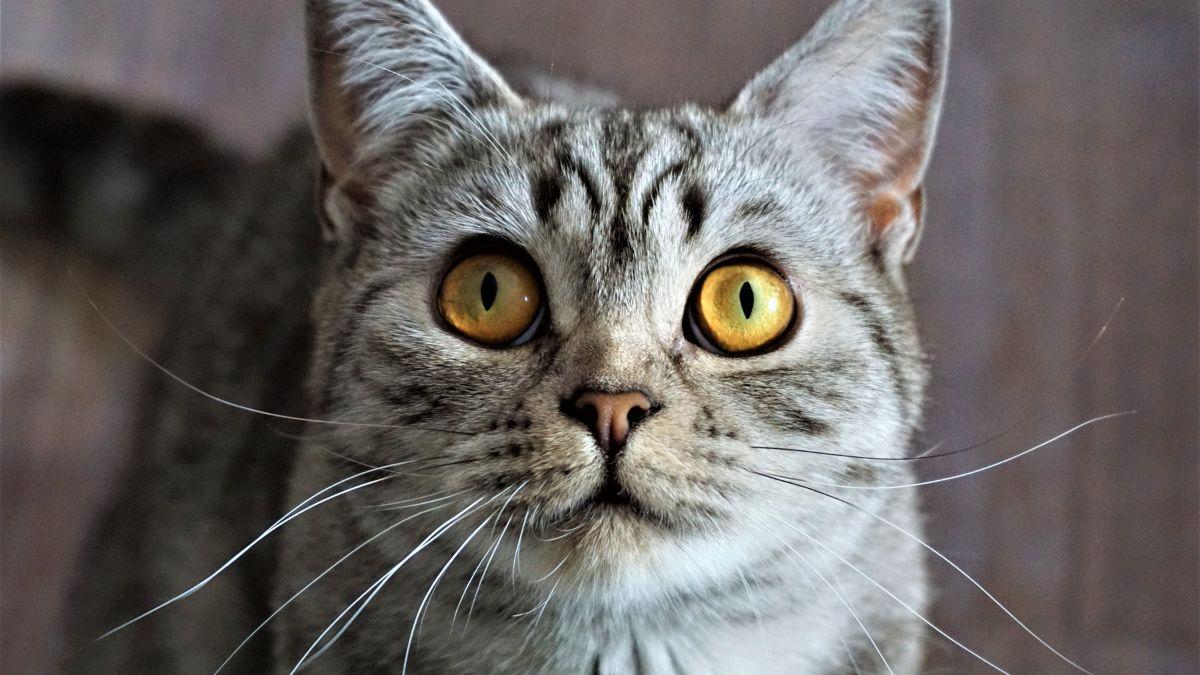 La pequeña señal que indica que tu gato no está cómodo en casa: “Deja de frotar su cara contra los muebles”