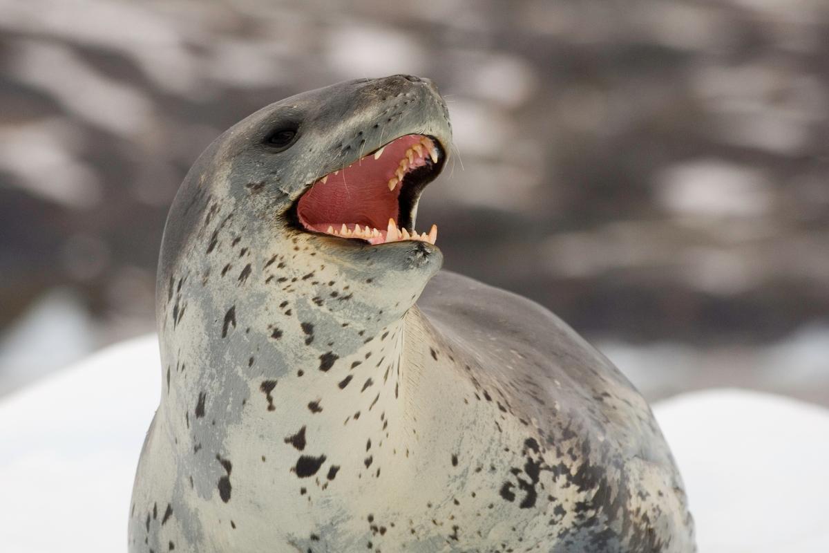 Leopardos marinos: dónde viven y depredadores