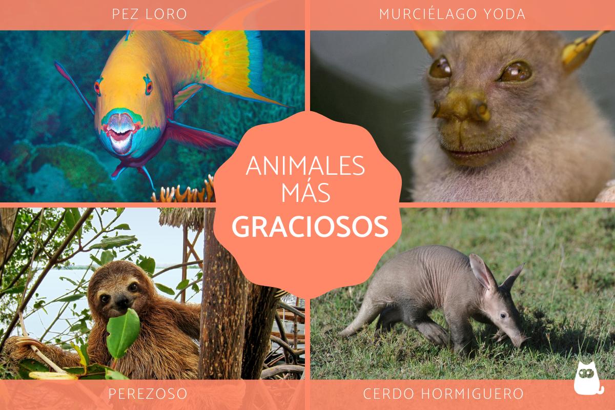 Los animales más graciosos del mundo