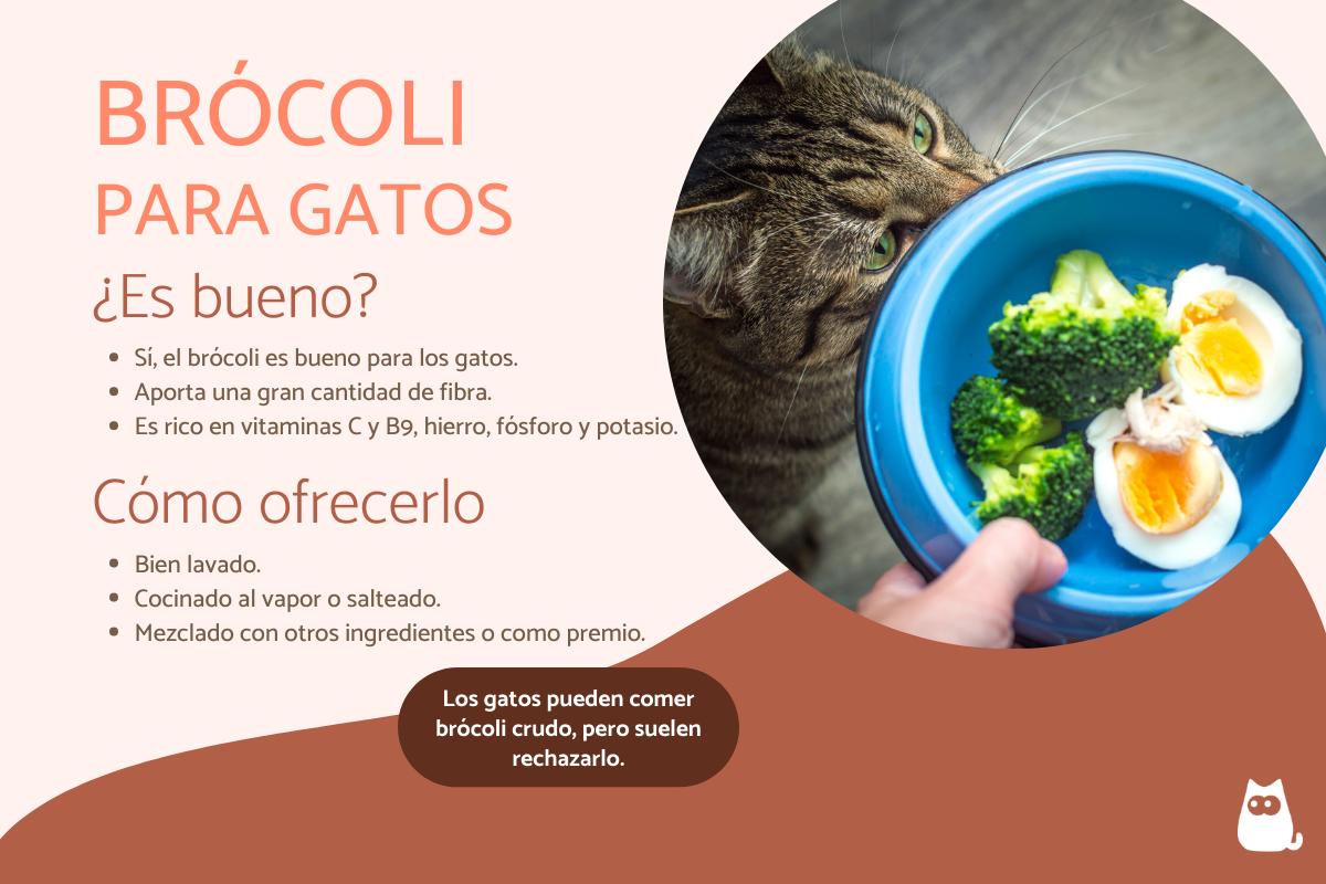 ¿Los gatos pueden comer brócoli?