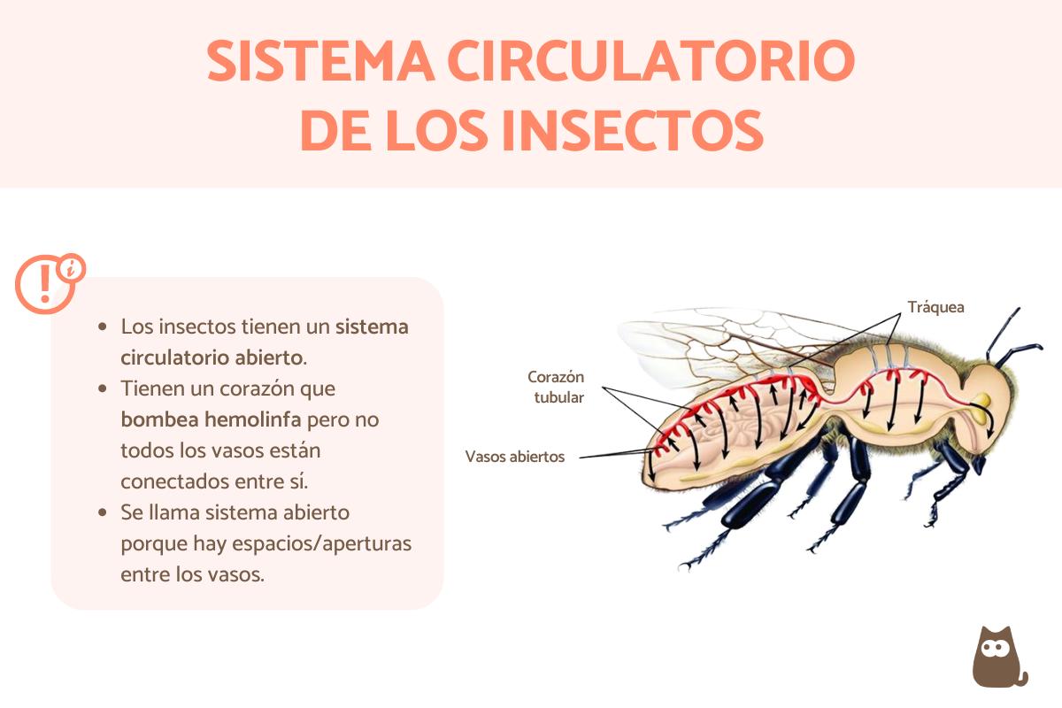 ¿Los insectos tienen sangre?