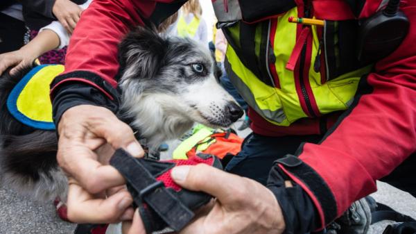 Los incendios evidencian la falta de un protocolo para evacuar animales de refugios y granjas: “No podemos seguir dependiendo del heroísmo” - Sin un protocolo oficial, ¿quién protege y rescata a los animales?