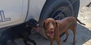 Encuentran a dos perros abandonados en la A-7: uno estaba atado al quitamiedos y ambos sufrían deshidratación