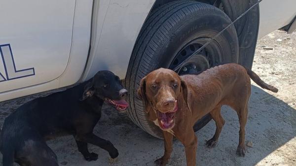 Encuentran a dos perros abandonados en la A-7: uno estaba atado al quitamiedos y ambos sufrían deshidratación