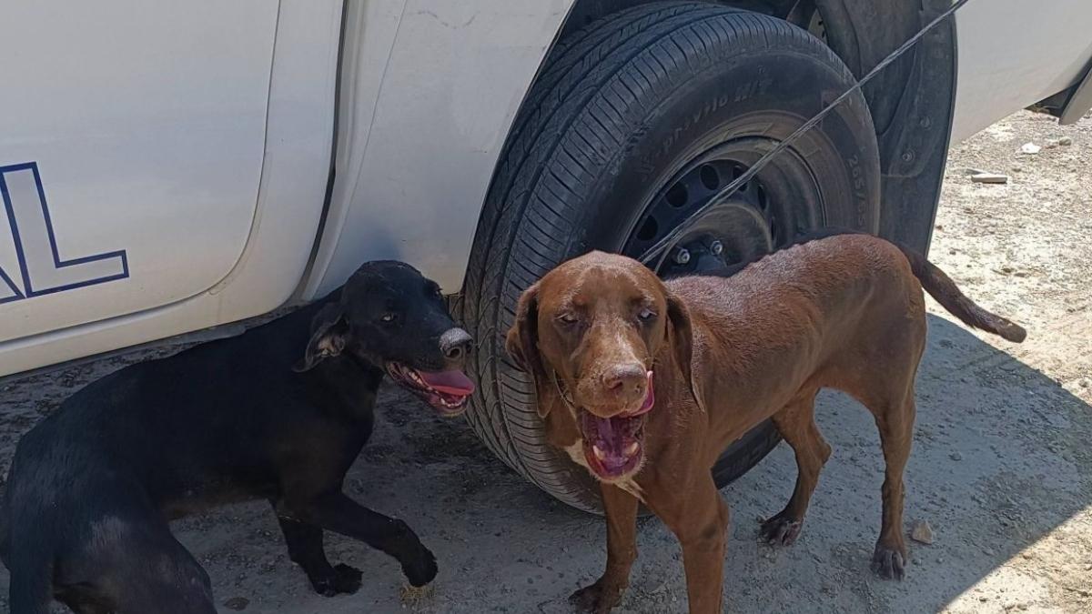 Encuentran a perros abandonados en la A-7: uno estaba atado al quitamiedos y ambos sufrían deshidratación