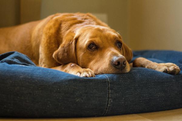 ¿Cómo se despiden los perros antes de morir? - ¿Los perros saben que van a morir?