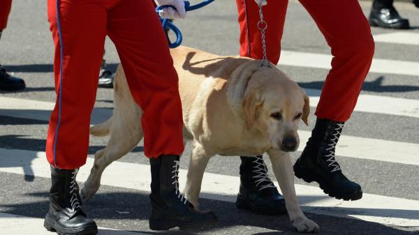 Encuentran a perros abandonados en la A-7: uno estaba atado al quitamiedos y ambos sufrían deshidratación - Una llamada al 112 permitió a la Policía Local poder localizar a los perros