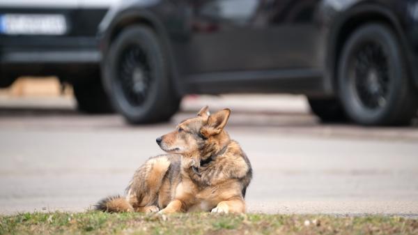 Encuentran a perros abandonados en la A-7: uno estaba atado al quitamiedos y ambos sufrían deshidratación - Uno de los perros estaba atado al quitamiedos y el otro se encontraba suelto junto a la autovía