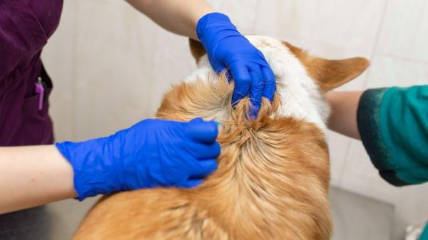 Librela para perros: qué es, para qué sirve y efectos secundarios - Dosis recomendada de Librela para perros según su peso