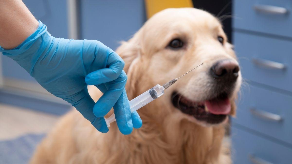 Librela para perros: qué es, para qué sirve y efectos secundarios