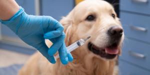 Librela para perros: qué es, para qué sirve y efectos secundarios