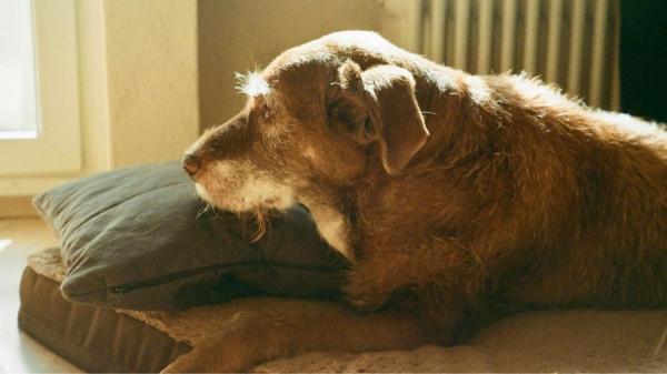 Librela para perros: qué es, para qué sirve y efectos secundarios - ¿Para qué sirve Librela en perros y cuáles son sus beneficios?