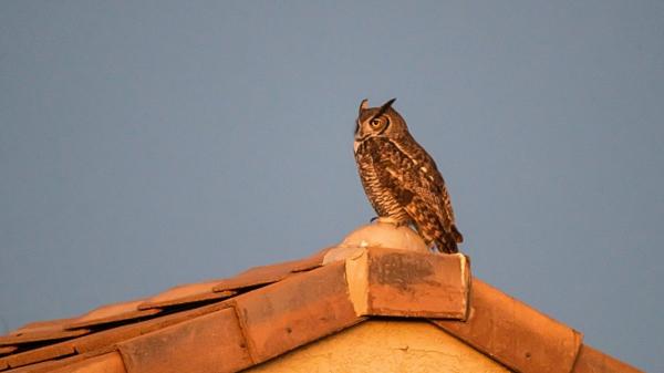 Si escuchas un búho por la noche, hay una razón: esto explica su presencia cerca de casa - Por qué los búhos también pueden vivir cerca de las casas