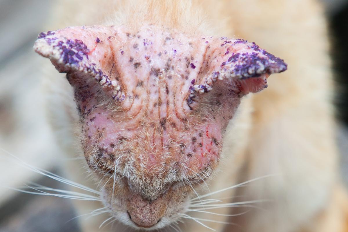 Hongos en gatos - Síntomas y tratamiento