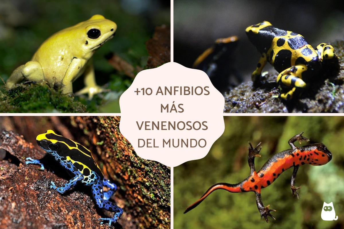 Los anfibios más venenosos del mundo