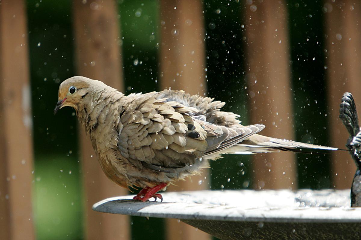 ¿Por qué se esponjan los pájaros?