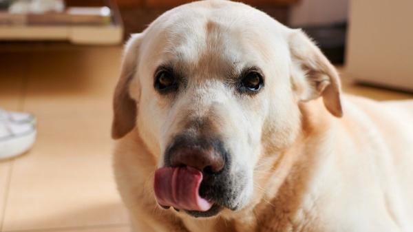 ¿Tu perro se relame mucho? Esto es lo que significa (y cuándo preocuparte) - ¿Te está pidiendo espacio? Cuando tu perro se relame mucho por ansiedad