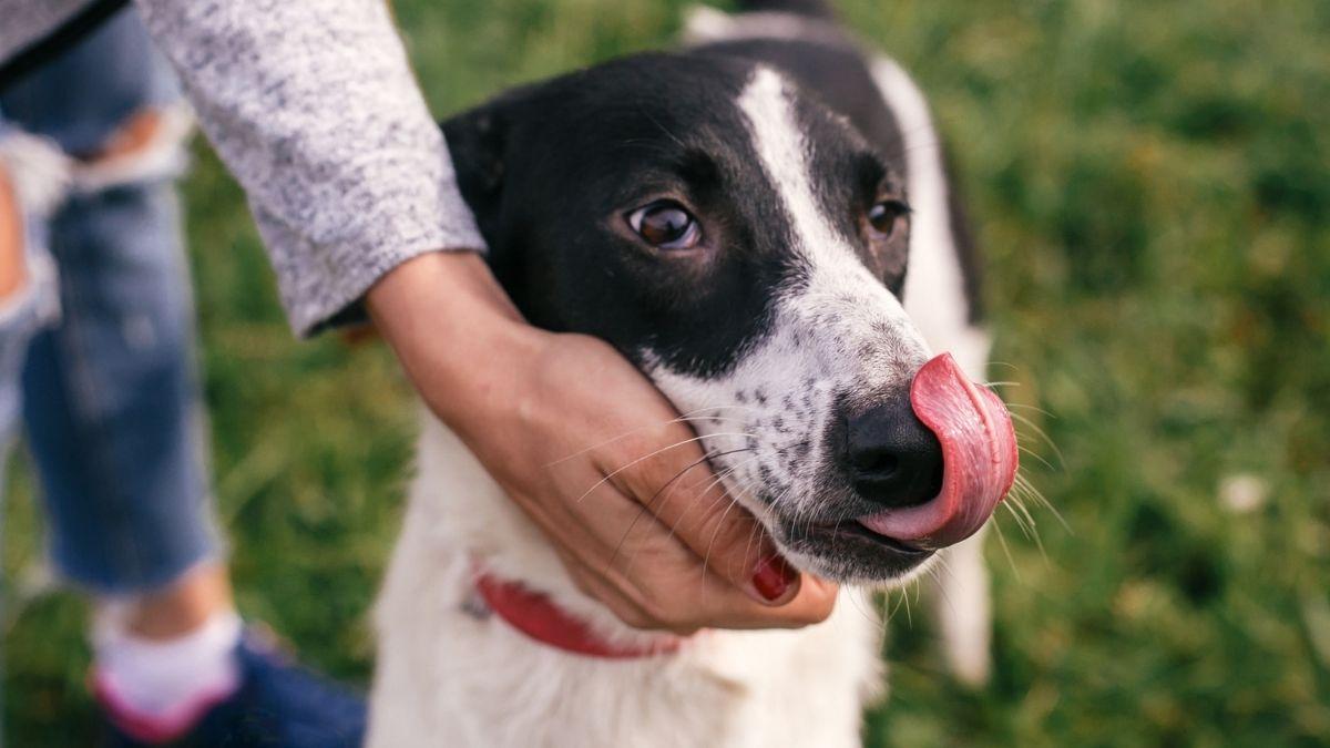 ¿Tu perro se relame mucho? Esto es lo que significa (y cuándo preocuparte)
