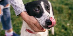 ¿Tu perro se relame mucho? Esto es lo que significa (y cuándo preocuparte)