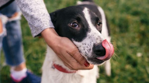 ¿Tu perro se relame mucho? Esto es lo que significa (y cuándo preocuparte)