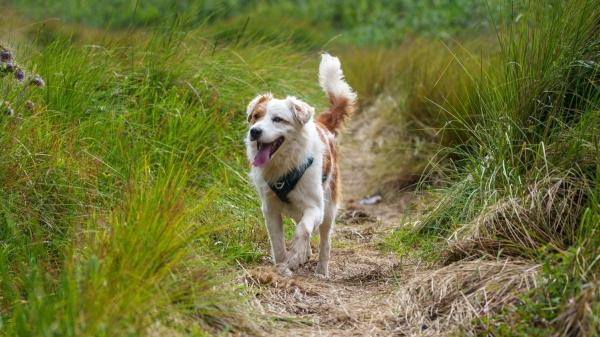 Javier Sánchez, educador canino: “La clave para un perro feliz está en entenderlo antes de traerlo a casa” - Así construyes un vínculo fuerte y positivo con tu perro