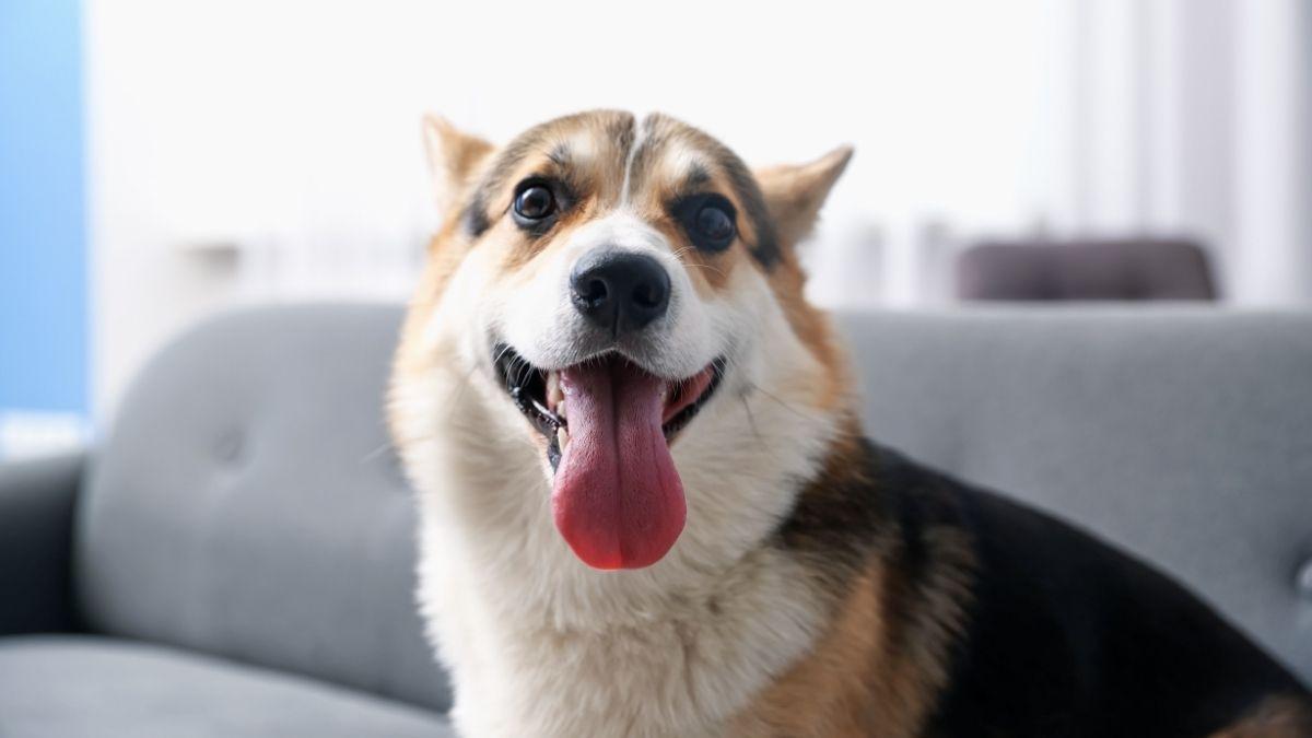 Javier Sánchez, educador canino: “La clave para un perro feliz está en entenderlo antes de traerlo a casa”