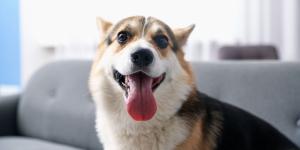 Javier Sánchez, educador canino: “La clave para un perro feliz está en entenderlo antes de traerlo a casa”