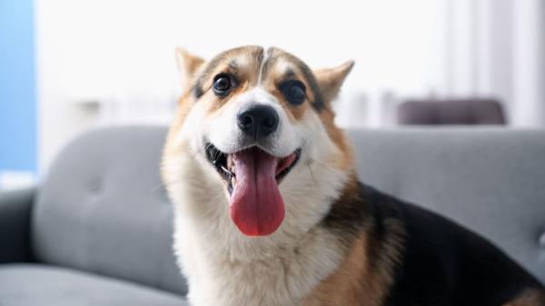 Javier Sánchez, educador canino: “La clave para un perro feliz está en entenderlo antes de traerlo a casa”