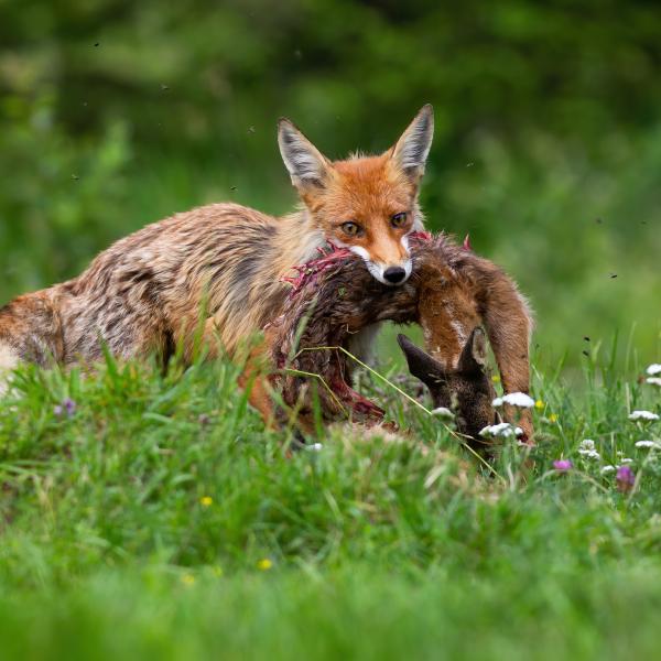 dieta del zorro fennec