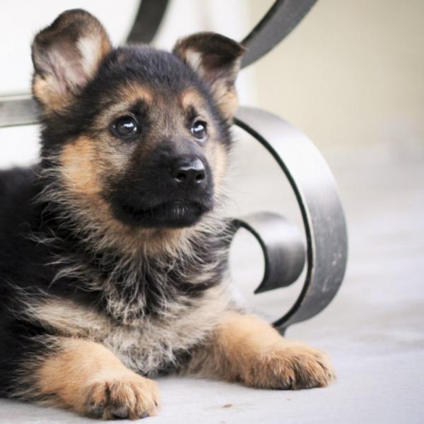 son mezclas de pastores buenos perros de familia