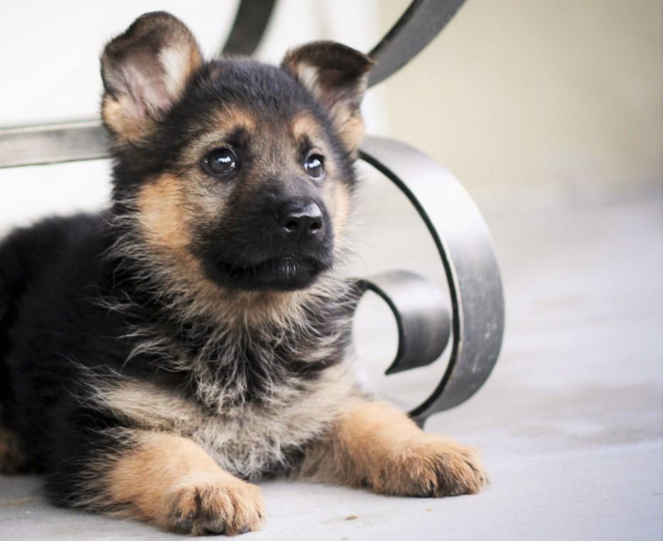 cuánto tiempo puede aguantar la vejiga un cachorro de pastor alemán