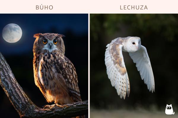 Diferencias entre búho y lechuza - ¿Búhos y lechuzas tienen comportamientos diferentes?