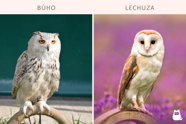 Diferencias entre búho y lechuza - ¿Cómo distinguir físicamente a un búho y una lechuza?