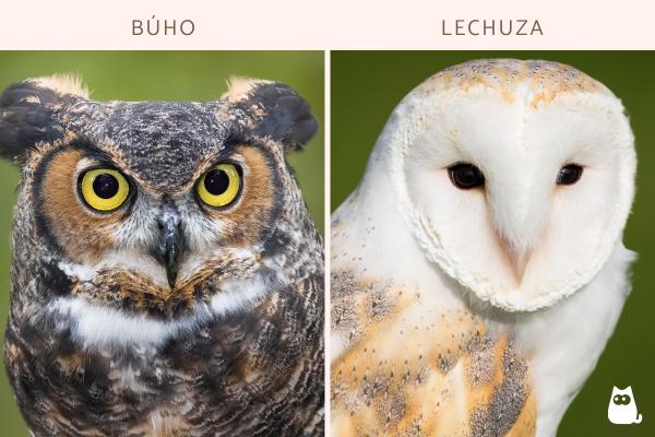 Diferencias entre búho y lechuza - ¿Cuál es la diferencia entre un búho y una lechuza?