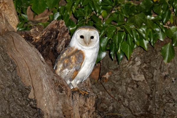 Diferencias entre búho y lechuza - ¿Cuál es más común, el búho o la lechuza?