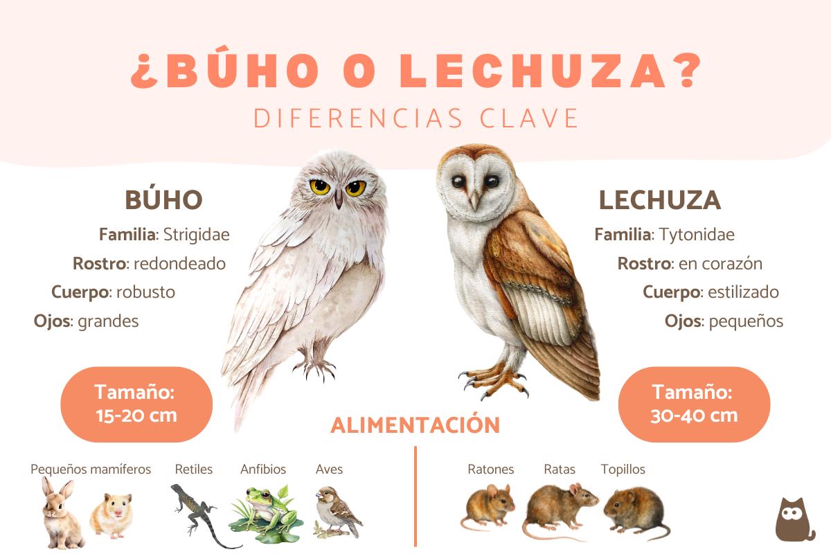 Diferencias entre búho y lechuza