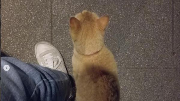 Ya es oficial: multas de hasta 10.000 euros por dejar a tu gato suelto, según la Ley de Bienestar Animal - El caso del gato Peter: un paseo por su barrio puede costar 10.000 euros