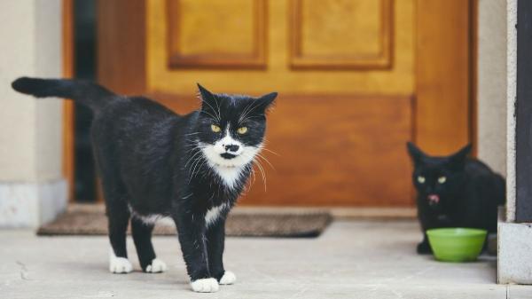 Ya es oficial: multas de hasta 10.000 euros por dejar a tu gato suelto, según la Ley de Bienestar Animal - No sin vigilancia: la obligación legal que muchos tutores están ignorando