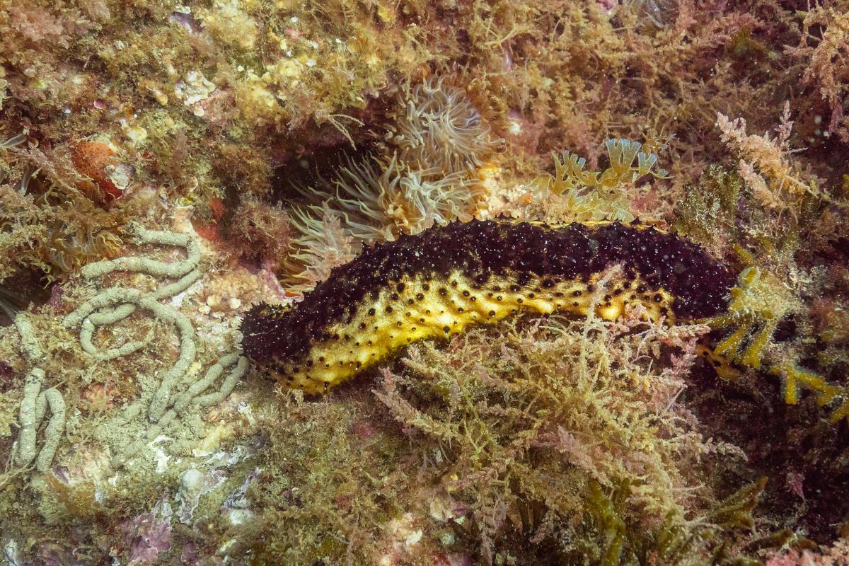 Pepinos de mar - Qué son y características